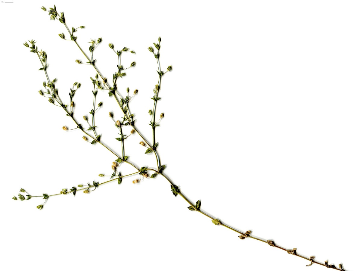Arenaria leptoclados (Caryophyllaceae)